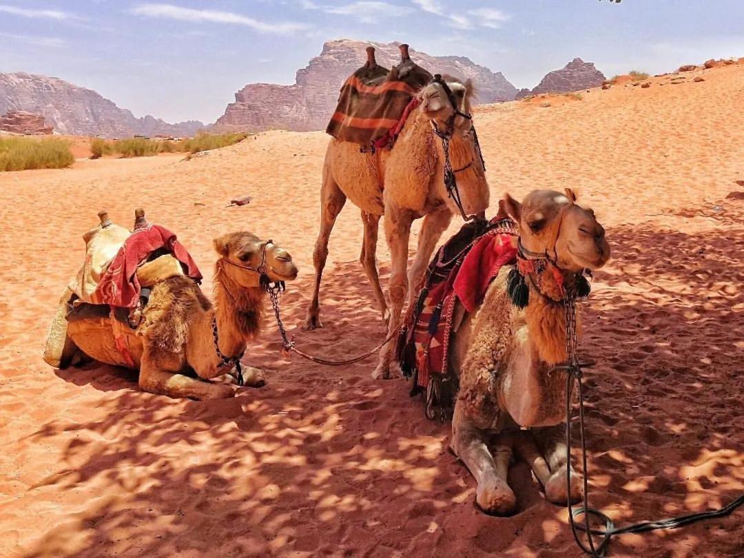 Frühstückspension Bedouin Memories Camp Wadi Rum